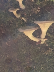 Pseudoarmillariella ectypoides