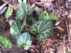 Hexastylis naniflora