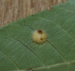 Caryomyia hirtidolium