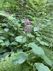 Stachys chamissonis cooleyae
