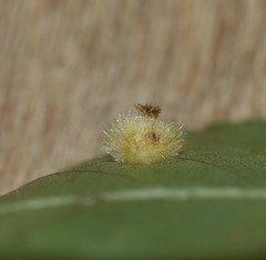 Caryomyia hirtidolium