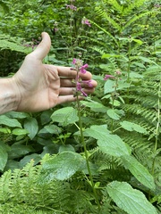 Stachys chamissonis cooleyae
