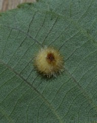 Caryomyia hirtidolium