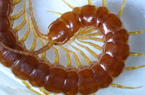 Thorn-tailed Bark Centipede