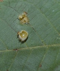 Caryomyia hirtidolium