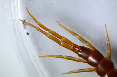 Scolopocryptops spinicaudus