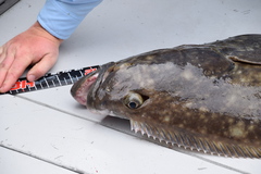 Hippoglossus stenolepis