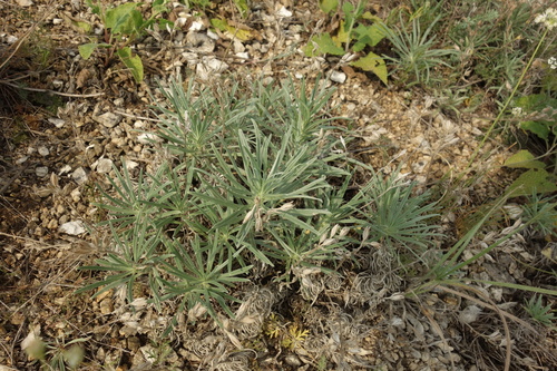 Onosma simplicissima, photograph 3