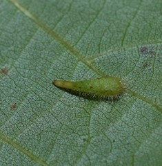 Caryomyia procumbens