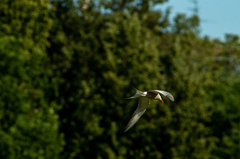 Sterna hirundo