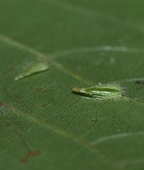 Caryomyia procumbens