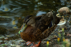 Anas platyrhynchos