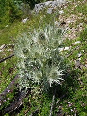 Eryngium spinalba
