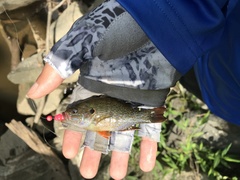 Lepomis cyanellus