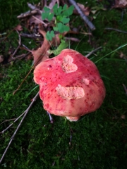 Lanmaoa pallidorosea