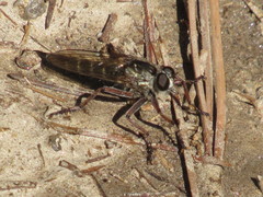 Machimus griseus