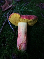 Lanmaoa pallidorosea