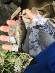 Lepomis cyanellus