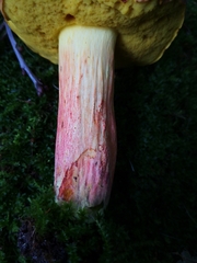 Lanmaoa pallidorosea