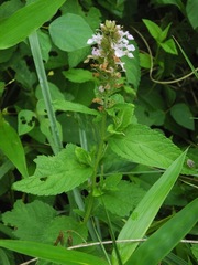 Stachys latidens