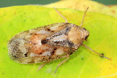 Cixidia variegata