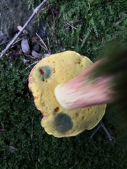 Lanmaoa pallidorosea