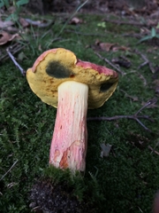 Lanmaoa pallidorosea