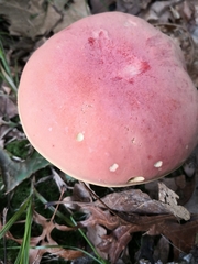 Lanmaoa pallidorosea