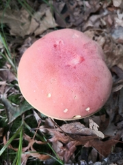 Lanmaoa pallidorosea