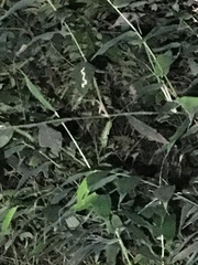 Trioceros deremensis