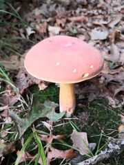 Lanmaoa pallidorosea