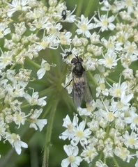 Leucozona laternaria
