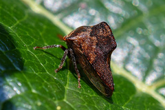 Telamona ampelopsidis