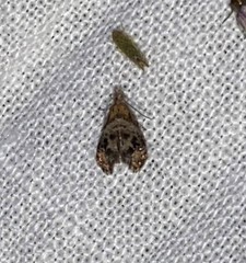 Tebenna gnaphaliella