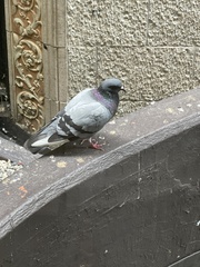 Columba livia domestica