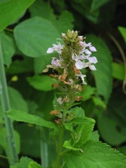 Stachys latidens