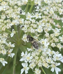 Leucozona laternaria