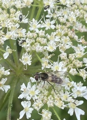 Leucozona laternaria