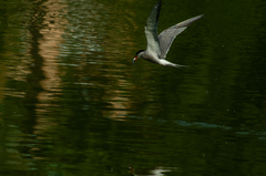 Sterna hirundo