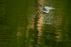 Sterna hirundo