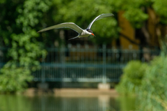 Sterna hirundo