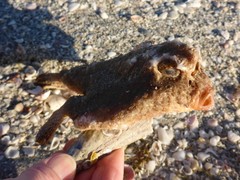 Ogcocephalus
