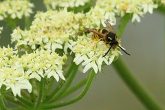 Dolichovespula sylvestris