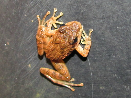 Leith's Frog