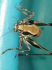 Eupholidoptera smyrnensis