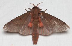 Citheronia sepulcralis