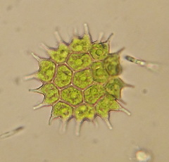 Pseudopediastrum boryanum longicorne