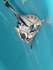 Eupholidoptera smyrnensis