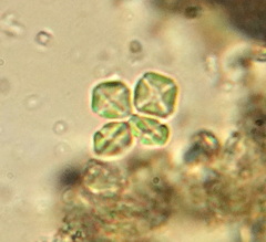 Lemmermannia tetrapedia