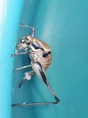 Eupholidoptera smyrnensis